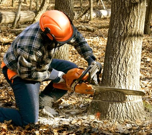 Tree Removal in Gilliam, LA